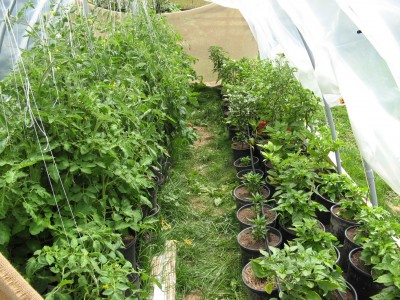 Here is a photo of our tomatoes and peppers in our Hoop House this year