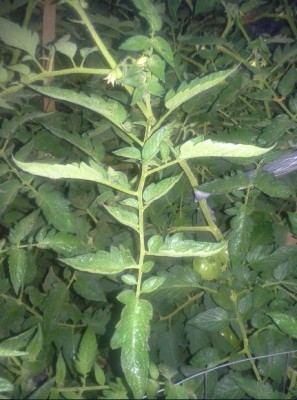 tomato leaf.JPG