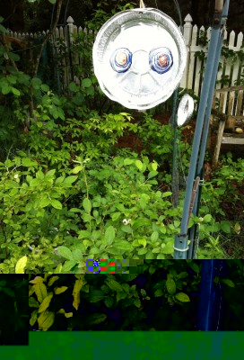 Aluminum pan birdscares watching over blueberries were <br />not always successful -- birds got bolder as time went by <br />despite the motion and sound