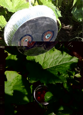 Aluminum pan birdscare protected these strawberries.