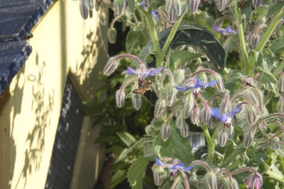 Borage_Bee_Small_Photo.jpg