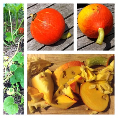 I only had to cut this much off to chase down the little creeps.   <br />You can see one of them looking for a hiding place to the right.<br />(it eventually crawled into the hollow stem, which did NOT save it.)<br />The rest of the cut up fruit still filled a 1 qt zip bag.