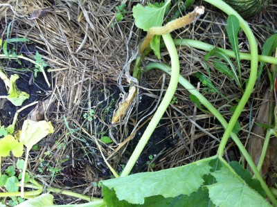The base of this vine was dark green two days ago.