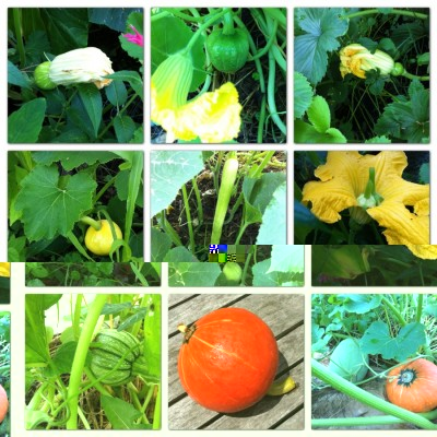 Some of the developing squashes including <br />newly pollinated fruits inside the protective <br />tunnel and resistant C.moschata and <br />C.mixta/angiosperma