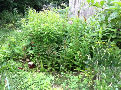 Mine are growing in a lower, wetter part of a rain garden bed,<br />fed by the downspout.