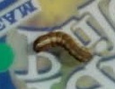 WORM IN FLOWERS B.jpg