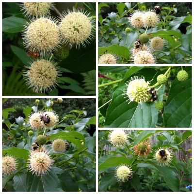 Bees are all over the Buttonbush