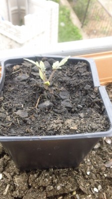 2010-12-20 03.59.54.jpg
