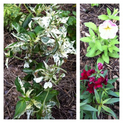Fish Pepper (best variegation); Dolce FlambÃ© <br />Petunia and Black Prince Snapdragon