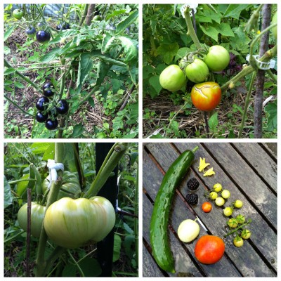 Clockwise from top left: <br />(Maybe not) Brazillian Beauty<br />Scarlet Knight<br />Scarlet Knight harvested with some Coyote<br />and a Chibikko... Plus a couple of blackberries,<br />a Japanese cucumber and a smallish Lemon <br />cucumber.