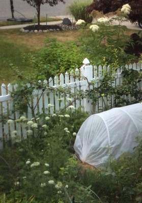 Carrots in the foreground, several times larger elderberry flowers on the other side of the fence (though I had some even bigger ones bloom earlier on this side of the fence too)