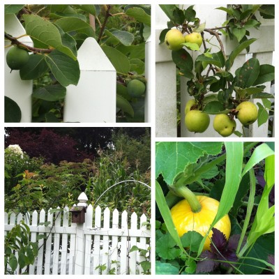 Prok persimmons and Arkansas Black apples