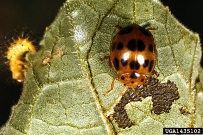 Adult squash beetle (Epilachna borealis), with spiny larva at left. <br />Clemson University - USDA Cooperative Extension Slide Series, https://www.insectimages.org