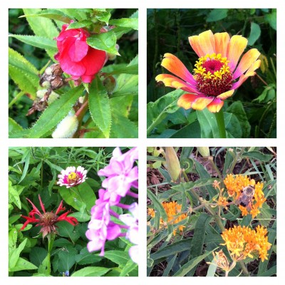 Balsam, <br />Zinnia, <br />(Monarda ' Jacob Kline', Zinnia, Phlox), <br />Asclepias tuberosa (Butterflyweed/flower)