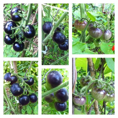 Mystery almost black with antho fruited variety<br />and Amethyst Cream