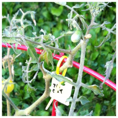 My one successful cross Coyote x Terhune<br />(Developing tiny green fruit at upper right <br />with no sepals)