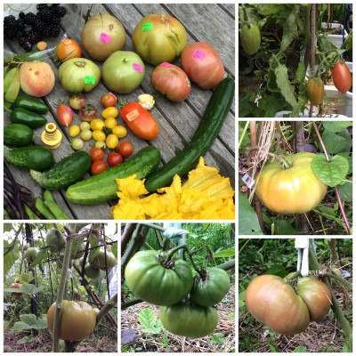 Today's harvest. Close ups of harvested fruits before<br />picking including Maglia Rosa as well as Liz Birt and <br />Neves Azorian Red that look like they will be next.