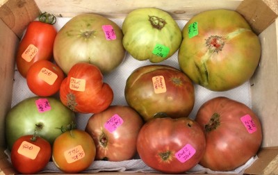 Mini crate of the Big 'uns. Hopefully the green NPS will ripen.<br />Also harvested today were San Marzano Nano, Not Purple Strawberry.