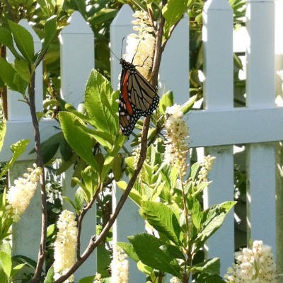 I think this is a female....
