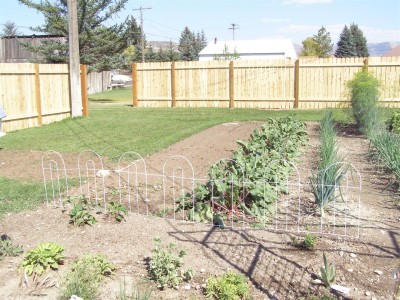 yard pics 004 (Large).JPG