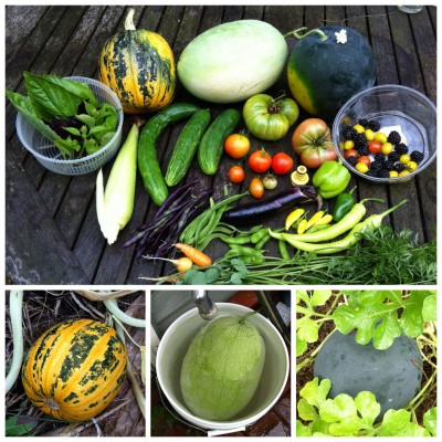 One of the Kakai hulless seed squash was ready.<br />Charleston Gray and Sugar Baby watermelons showing <br />their cream and yellow bellies.