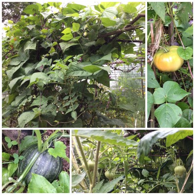 Granny's Heart are starting to produce kind of <br />high up on the vine.