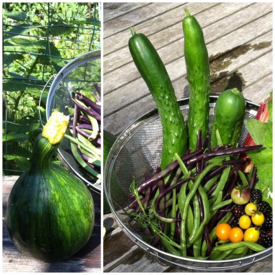 4 kinds of Beans Purple Podded Pole,<br />Scarlet Runner, Sunset Runner, <br />Kentucky Wonder, plus Roma II from <br />the a Spiral Garden.