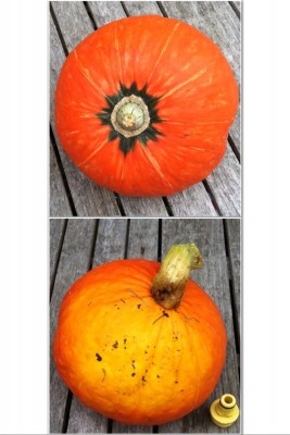 Volunteer C. maxima pumpkin/squash