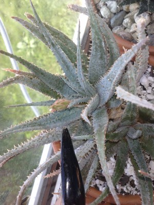 Jacobson aloe,love the look of this one