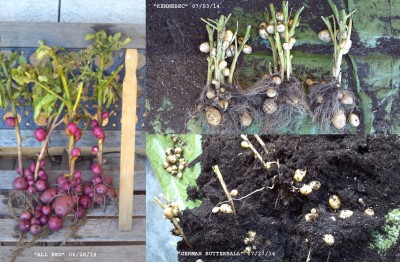 As time went on, I wasn't quite as tidy about things.  :-)  But note, that on all 3 varieties, potatoes are growing from the stem, all the way up to the top of the soil line.  A potato was growing from just about every leaf node along the stem.