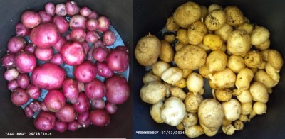 I neglected to photograph the German Butterball bounty.  IIRC, they went straight into foil and onto the BBQ.