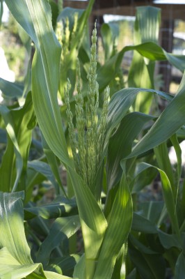 Corn_Small_Photo_2.jpg