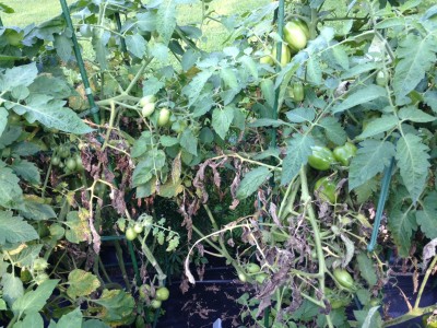 Tomatoes 2 smaller.JPG