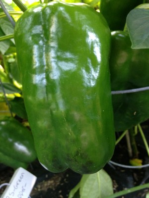 Yellow Bell Pepper Smaller.JPG