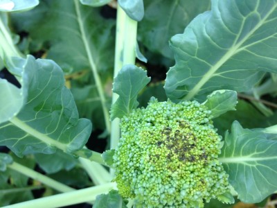 Broccoli smaller.JPG