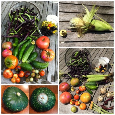 Yesterday's and today's harvest.<br />Uncle David's Dakota Dessert squash <br />Smutty corn