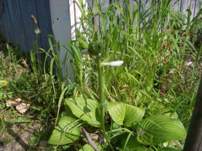 100_5099hostas.jpg