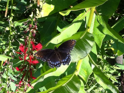 Red Spotted Purple butterfly