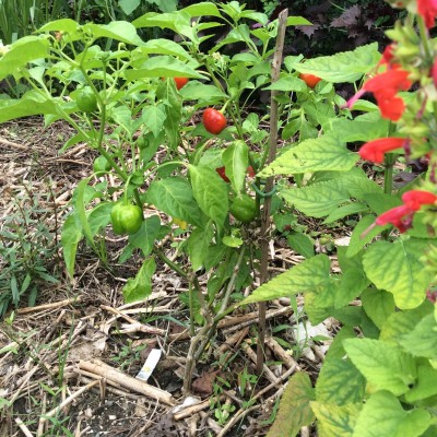 Peppadew in the Front Border