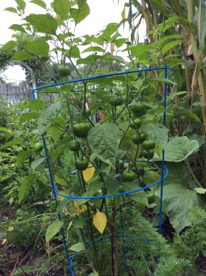 Peppadew in the Spiral Garden