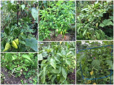 Hot and mild peppers in the Spiral Garden
