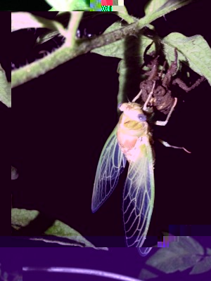 This was the first thing I came across - a cicada drying out while hanging from it's shell.  Photography at night with an iPhone is a little tricky, but I was finally able to get a decent shot