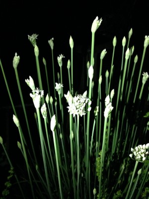 Garlic chives beginning to bloom.  Can't wait to see what little flying critters the flowers attract!