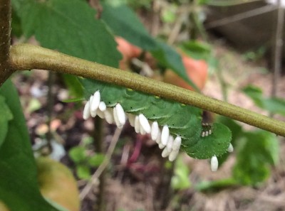 Another Braconid parasitized small (3rd instar?) hornworm <br />on russet mite infested leaf branch.