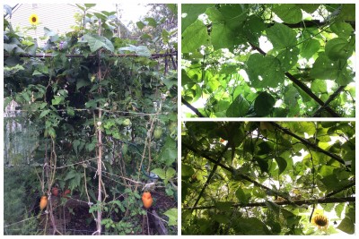 Japanese beetles are all over the pole and runner beans, <br />but they do keep the beans from completely shading the <br />tomatoes....