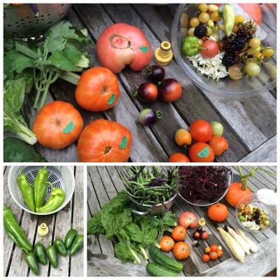 More stalk-dried popcorn. Small volunteer pumpkins.<br />Keeping ahead of catbirds to harvest Elderberries --<br />hoping to make some jelly.