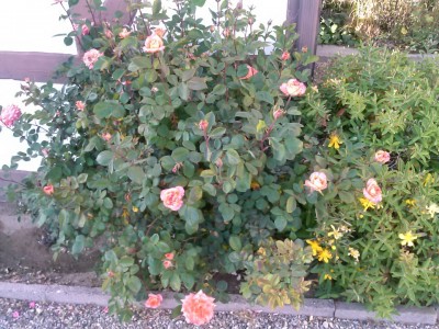 This is the fullest and biggest of the rose bushes.