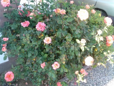 Another shot of the biggest rose bush.