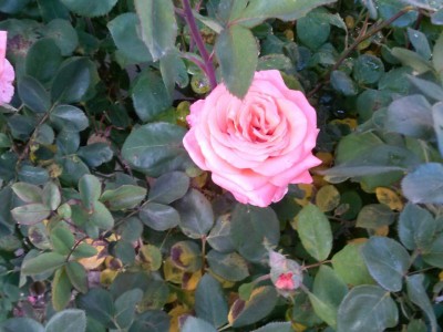 Close up of one of the prettiest and most shapely roses.
