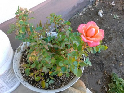 Sven's rose.jpg